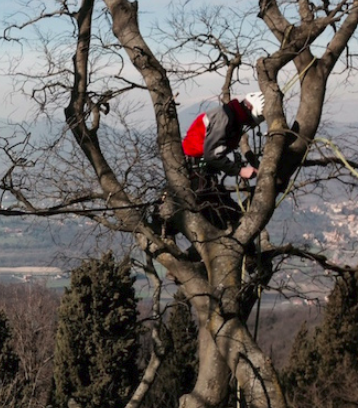 sicurezza-lavori-alberi-fune